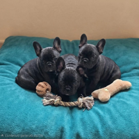 Bouledogue francese