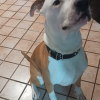 Amstaff maschio da monta