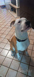 Amstaff maschio da monta