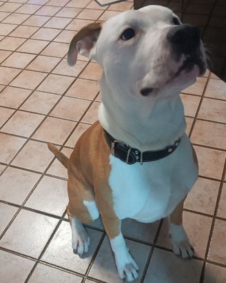 Amstaff maschio da monta