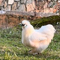 Gallo moroseta bianco