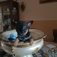 Chihuahua toy