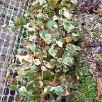 Vaso grande Edera variegata