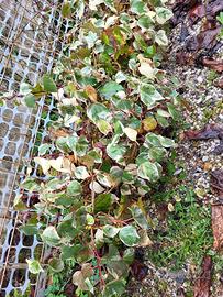 Vaso grande Edera variegata