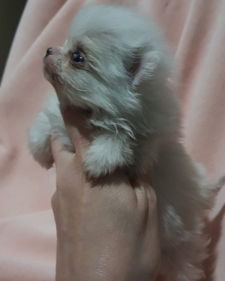 Spitz tedesco nano