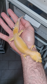 Geco Leopardino