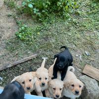 Cuccioli di Labrador