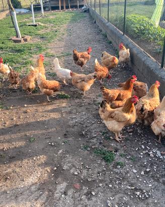 Galline nostrane