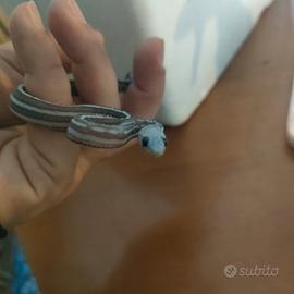 Tessera scaleless