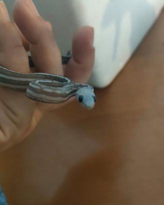 Tessera scaleless