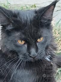 Cucciola Maine coon