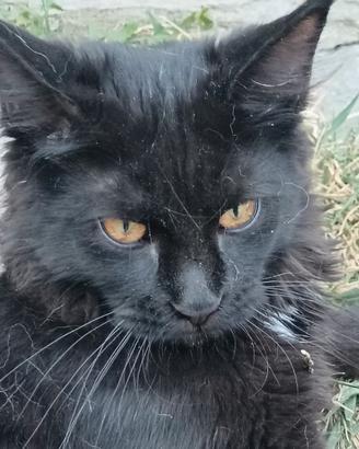 Cucciola Maine coon