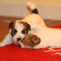 Cuccioli di Jack Russell Terrier