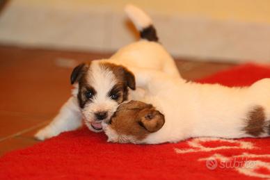 Cuccioli di Jack Russell Terrier