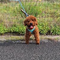 Barboncino Toy 7 mese Red Braun Maschio