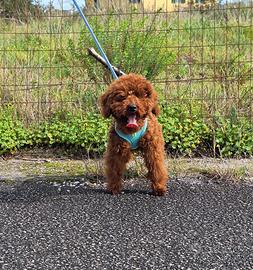 Barboncino Toy 7 mese Red Braun Maschio