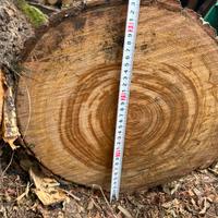 Legno di castagno per botti