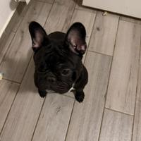 Bulldog francese 1 anno