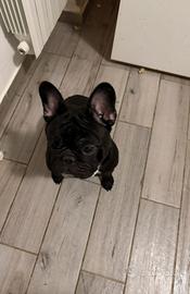 Bulldog francese 1 anno