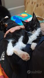 Maine Coon cucciolo con Pedigree