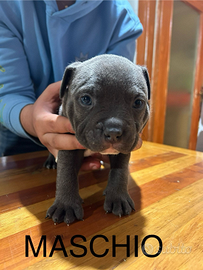 American bully poket