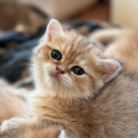 Cuccioli british golden con pedigree enfi
