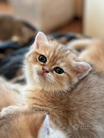 Cuccioli british golden con pedigree enfi