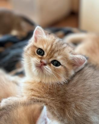 Cuccioli british golden con pedigree enfi