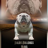 Bulldog inglese maschio per monta