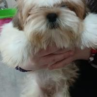 Shihtzu