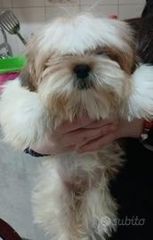 Shihtzu