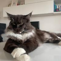 Maincoon maschio disponibile per cucciolata