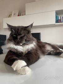 Maincoon maschio disponibile per cucciolata