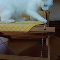 Amaca relax/cuccia/confort animali gatti