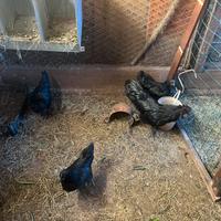 Galline incrocio cemani