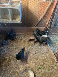 Galline incrocio cemani