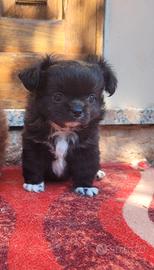 Splendido cucciolo di chihuahua a pelo lungo