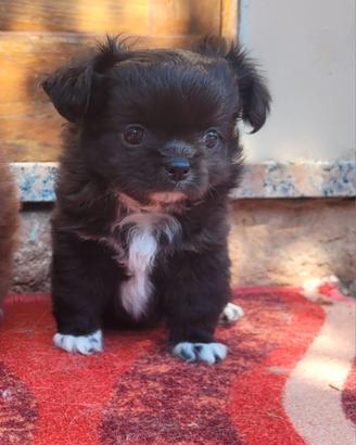 Splendido cucciolo di chihuahua a pelo lungo