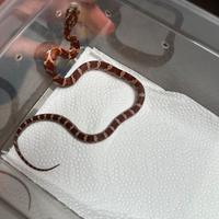 Baby serpenti del grano (Elaphe Guttata)