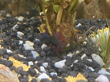 Betta femmina