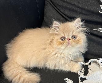 Persiano cucciolo crema