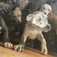 Pitbull cucciolini