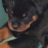 Rottweiler cucciola femmina 50 giorni