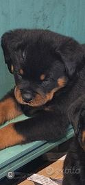 Rottweiler cucciola femmina 50 giorni