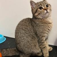 Femmina di british shorthair sterlizzata di 1 anno