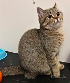 Femmina di british shorthair sterlizzata di 1 anno