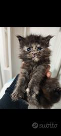Cucciola Maine Coon