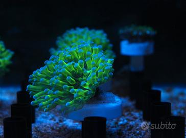 Euphyllia Paradivisa