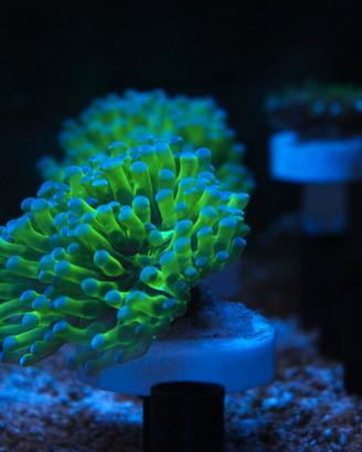 Euphyllia Paradivisa