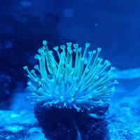 Sarco verde fluo a polipo lungo